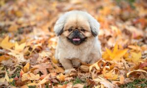 冷却ベストのおすすめで安い商品はどれですか？