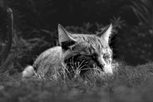 在宅ワークで夏の睡眠改善に役立つ方法は？