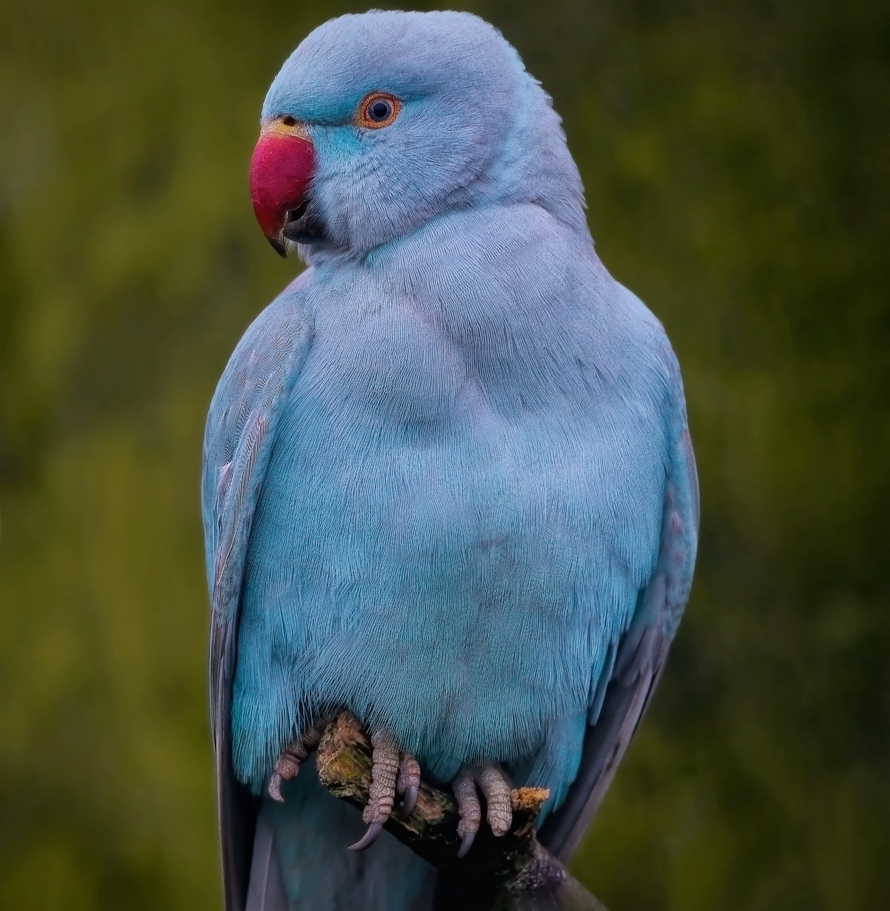 ネッククーラーの比較で2025年のおすすめは？